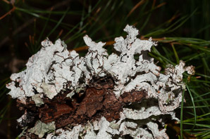 Platismatia tuckermanii (crumpled rag lichen)
