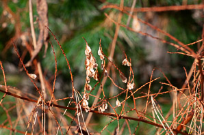 Polygonum cuspidatum (Japanese knotweed, Mexican bamboo)
