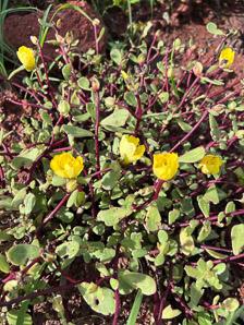 Portulaca howellii (Howell’s purslane)
