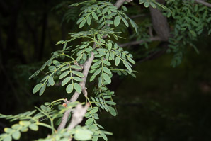 Prosopis pubescens (screwbean mesquite)
