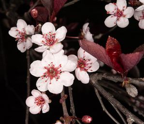 Prunus ⨉ (purpleleaf sand cherry, plum leaf sand cherry)