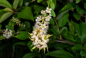 Prunus virginiana (common chokecherry, chokecherry)