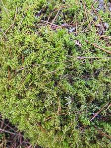 Ptilidium ciliare (ciliated fringewort, northern naugehyde liverwort)