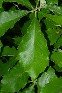 Quercus bicolor (swamp white oak)
