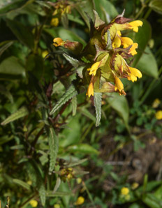 Rhinanthus minor (yellow rattle)
