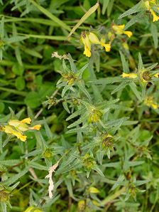 Rhinanthus minor (yellow rattle)
