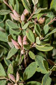 Rhododendron canadense (rhodora)