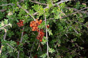 Rhus microphylla (littleleaf desert sumac, littleleaf sumac, desert sumac, scrub sumac)