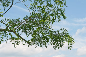 Robinia pseudoacacia (black locust)