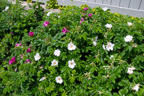 Rosa rugosa (rugosa rose, Japanese rose, Ramanas rose, rugosa rosa)
