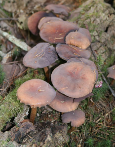 Russula mariae (purple-bloom mushroom)