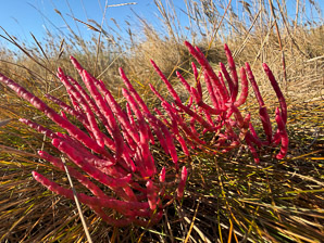 Salicornia depressa (slender glasswort, samphire, chicken-claws, common glasswort, Virginia glasswort)