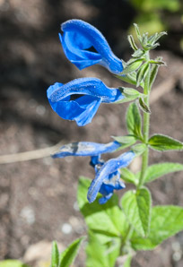 Salvia patens (Oceana blue sage)