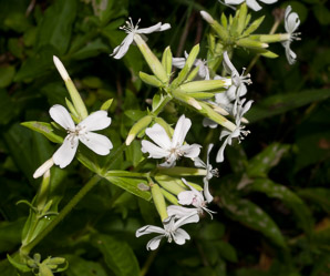Saponaria officinalis (common soapwort, bouncing bet, soapwort)