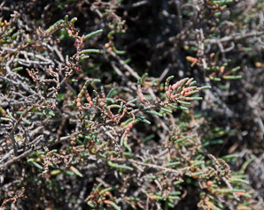 Sarcocornia pacifica (pickleweed, Pacific swampweed)