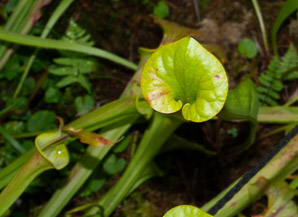 Sarracenia flava (yellow pitcher plant, yellow trumpet)