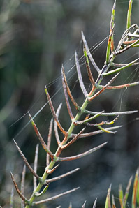 Scutia spicata (spiked thorn, barberry shrub)