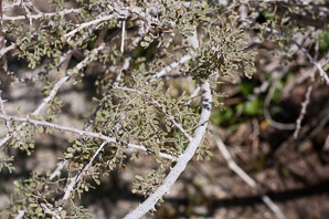 Senegalia greggii (catclaw, devil’s claw)
