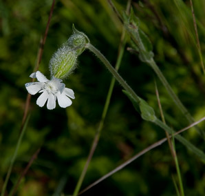 Silene latifolia (white campion, bladder campion, evening lychnis, wide-leaved bladder catchfly)