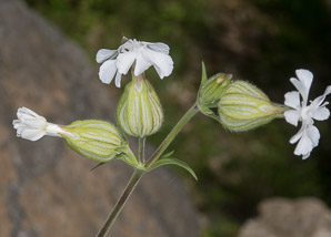 Silene latifolia (white campion, bladder campion, evening lychnis, wide-leaved bladder catchfly)
