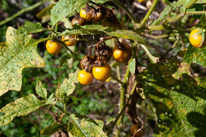 Solanum carolinense (Carolina horsenettle, horsenettle)