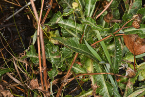 Sonchus arvensis (perennial sowthistle)