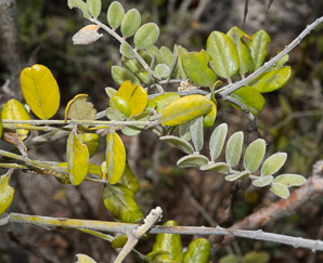 Sophora tomentosa (yellow necklacepod)