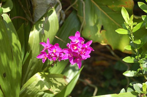 Spathoglottis plicata (Philippine ground orchid)