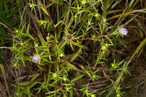 Symphyotrichum novi-belgii (New York aster)