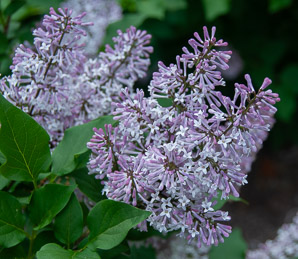Syringa patula (dwarf lilac)