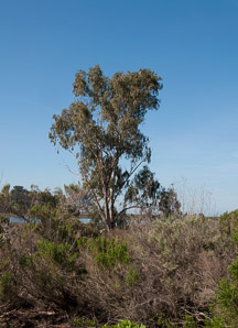 Syzygium nervosum (sugar gum, Daly River satinash)