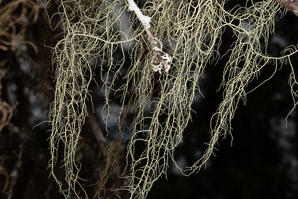 Usnea hirta (bristly beard lichen)