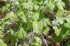 Vitis arizonica (Arizona grape, canyon grape)