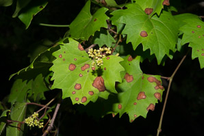 Vitis rotundifolia (muscadine)