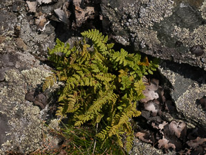 Woodsia ilvensis (rusty cliff fern)