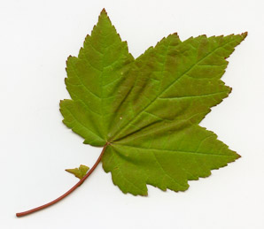 Acer rubrum (red maple, swamp maple, soft maple)