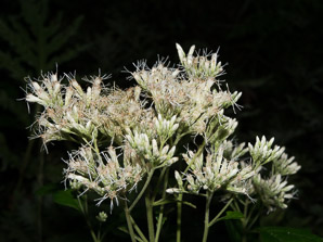 Ageratina altissima (white snakeroot, tall boneset, white sanicle)