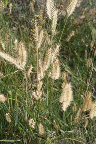 Agropyron cristatum (crested wheat grass)