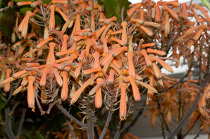 Aloe striata (coral aloe)