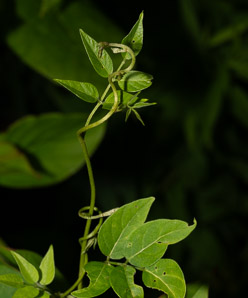Apios americana (potato bean, groundnut, hopniss, Indian potato, bog potato, Virginia potato, wild potato, wild sweet potato)