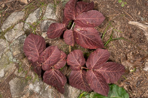 Aralia nudicaulis (wild sarsaparilla)