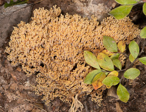 Artomyces pyxidatus (crown coral)
