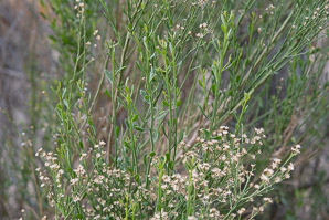 Baccharis sarothroides (desertbroom, greasewood, rosin-bush, groundsel)