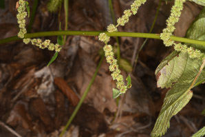 Boehmeria cylindrica (false nettle, bog hemp, smallspike false nettle)