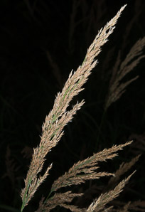 Calamagrostis canadensis (bluejoint, Canada reed grass)