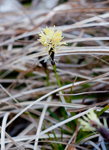 Carex pensylvanica (Pennsylvania sedge, Penn sedge, early sedge, common oak sedge, yellow sedge)