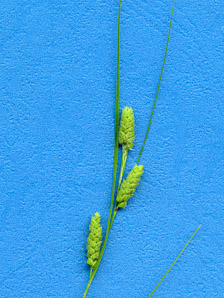 Carex swanii (Swan’s sedge)