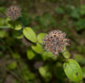 Clinopodium vulgare (wild basil)