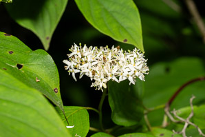 Cornus amomum (silky dogwood)