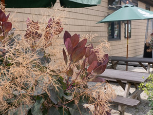 Cotinus coggygria (European smoketree, smoke tree, smoke bush, Venetian sumac, Dyer’s sumac)